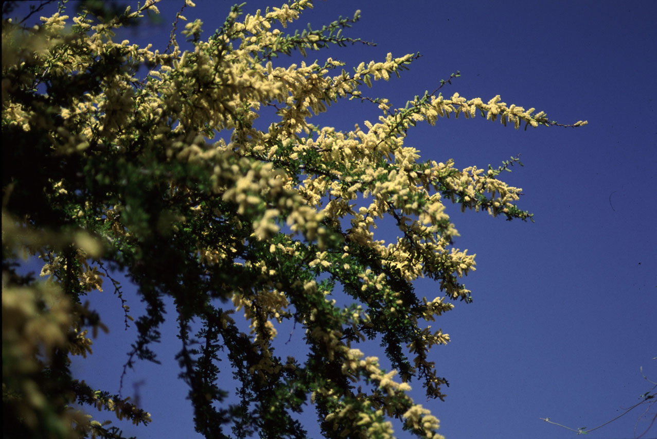 Acacia Rigidula