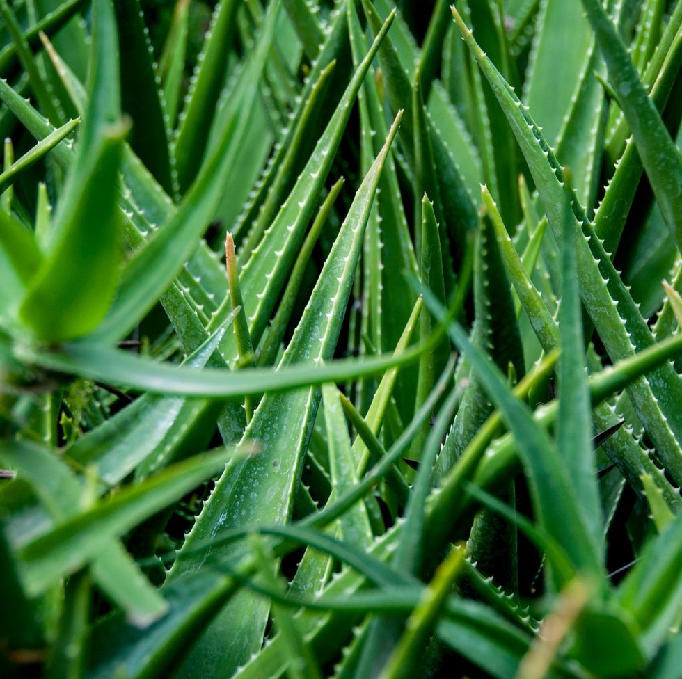 Aloe Vera