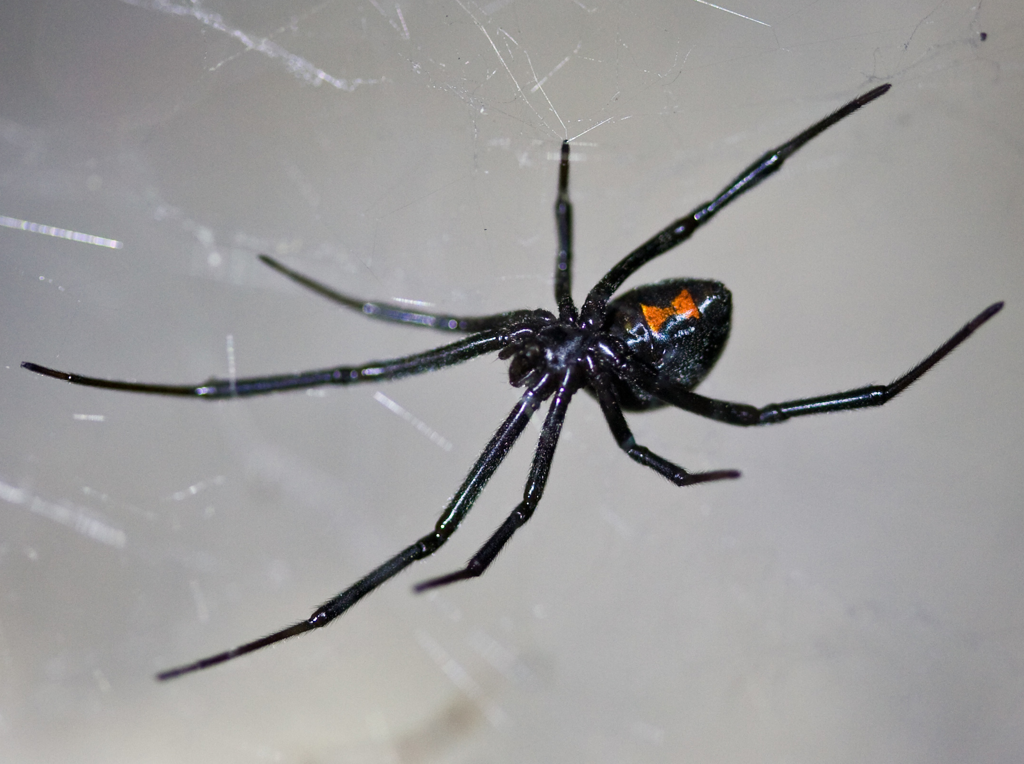 Black Widow Spider