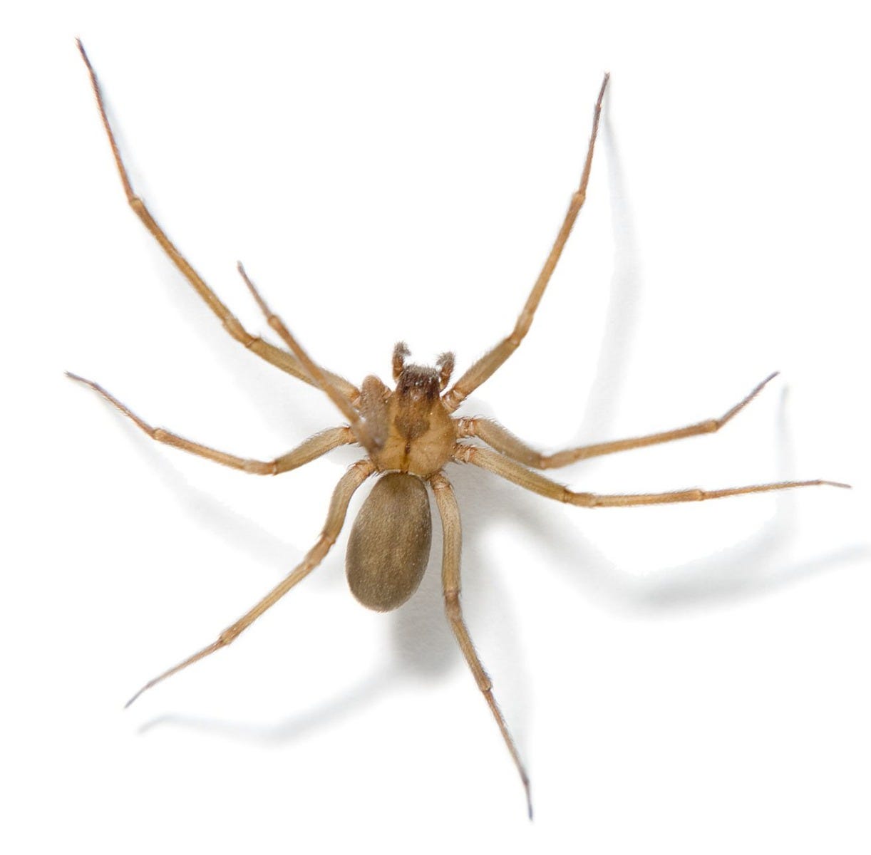 Brown Recluse Spider