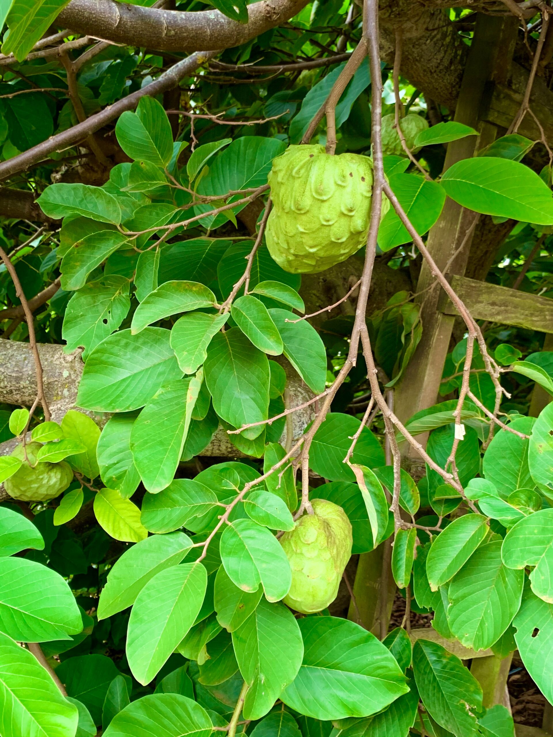 Cherimoya