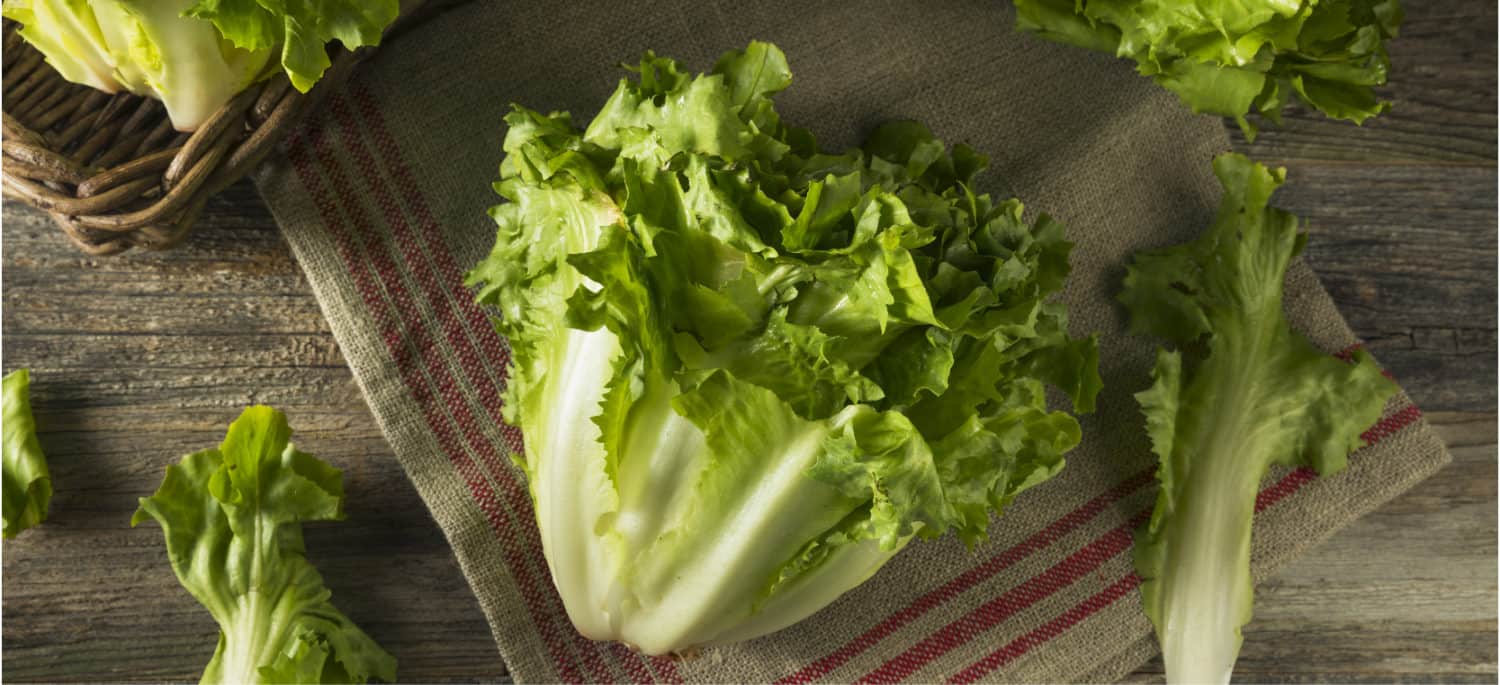 Escarole lettuce