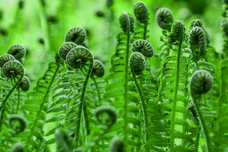 Fiddlehead ferns