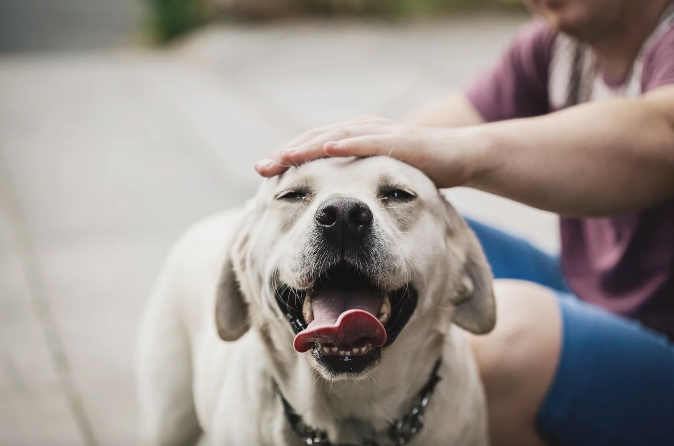 Health Benefits of Pet Ownership