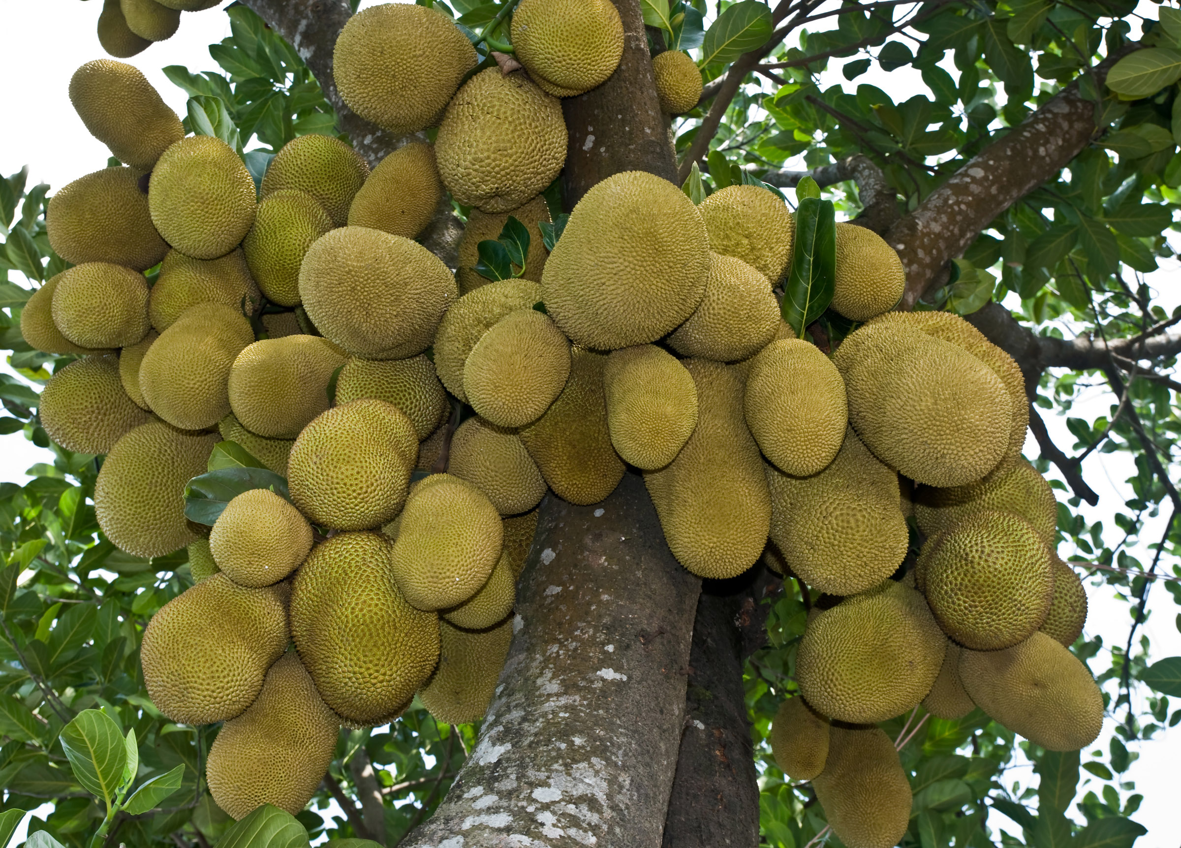 Jackfruit