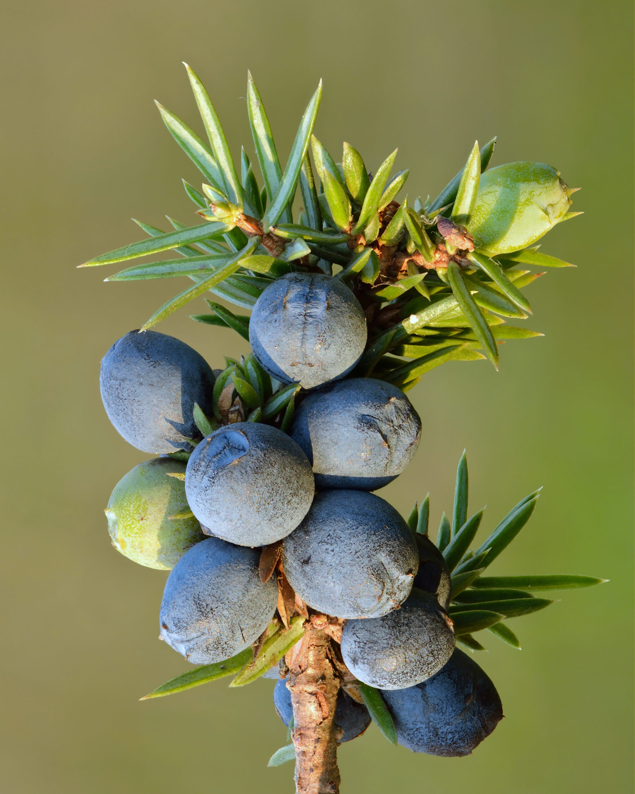 Juniper Berries