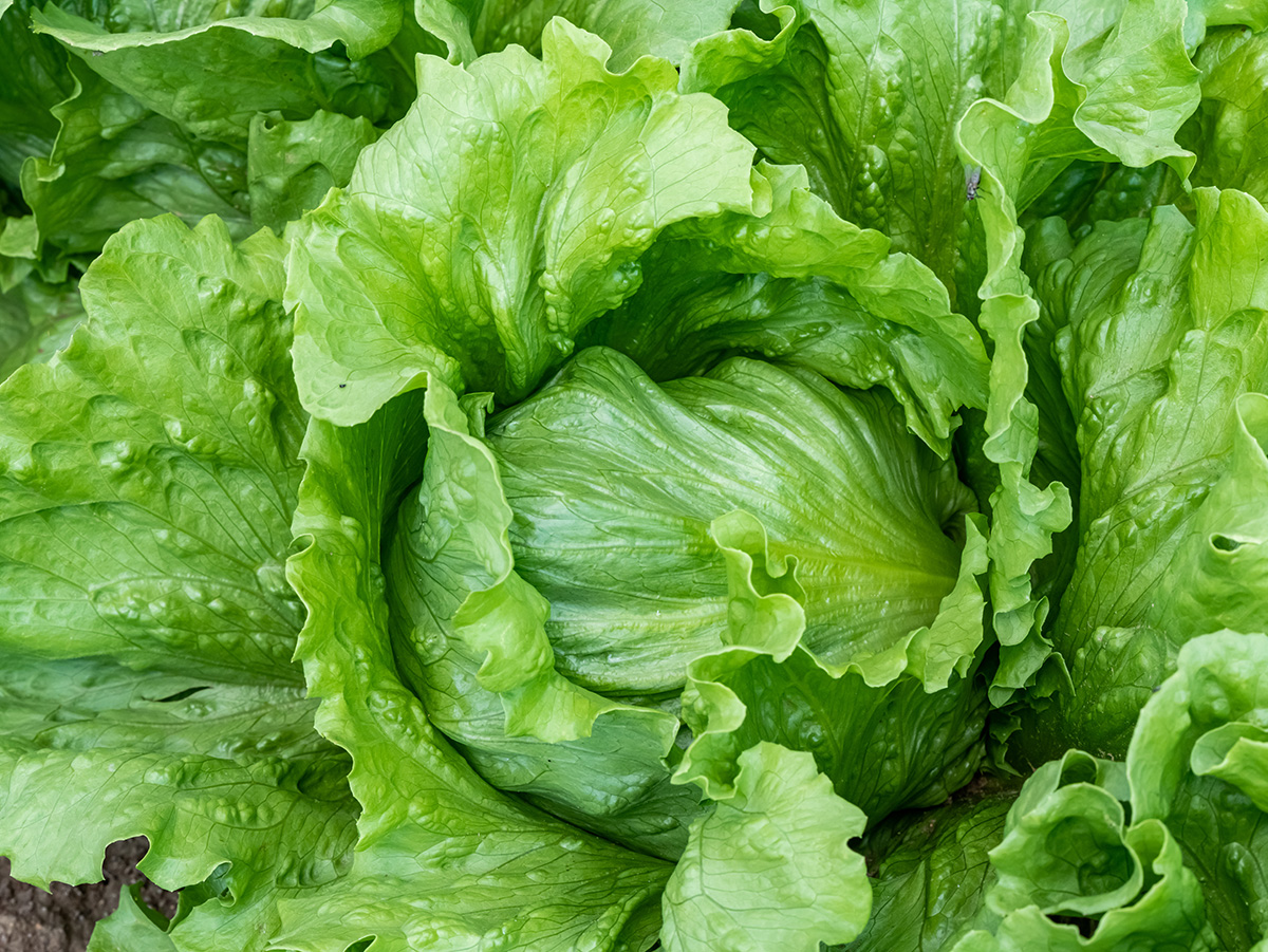 Lettuce