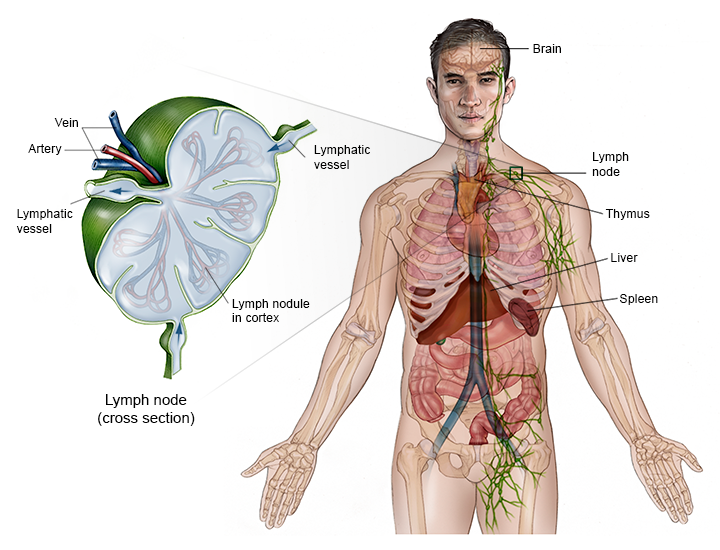 Non-Hodgkin’s Lymphoma