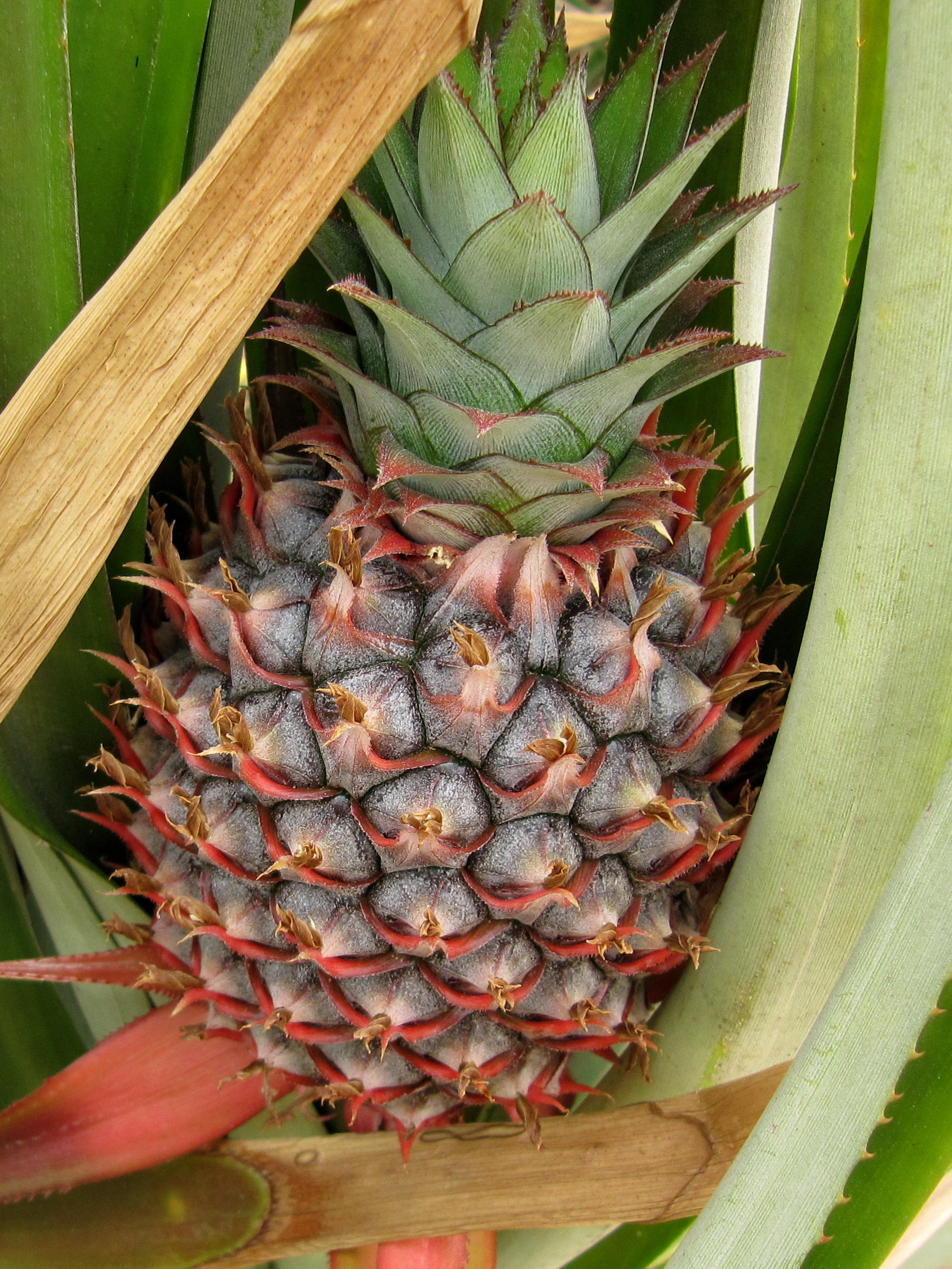 Pineapples