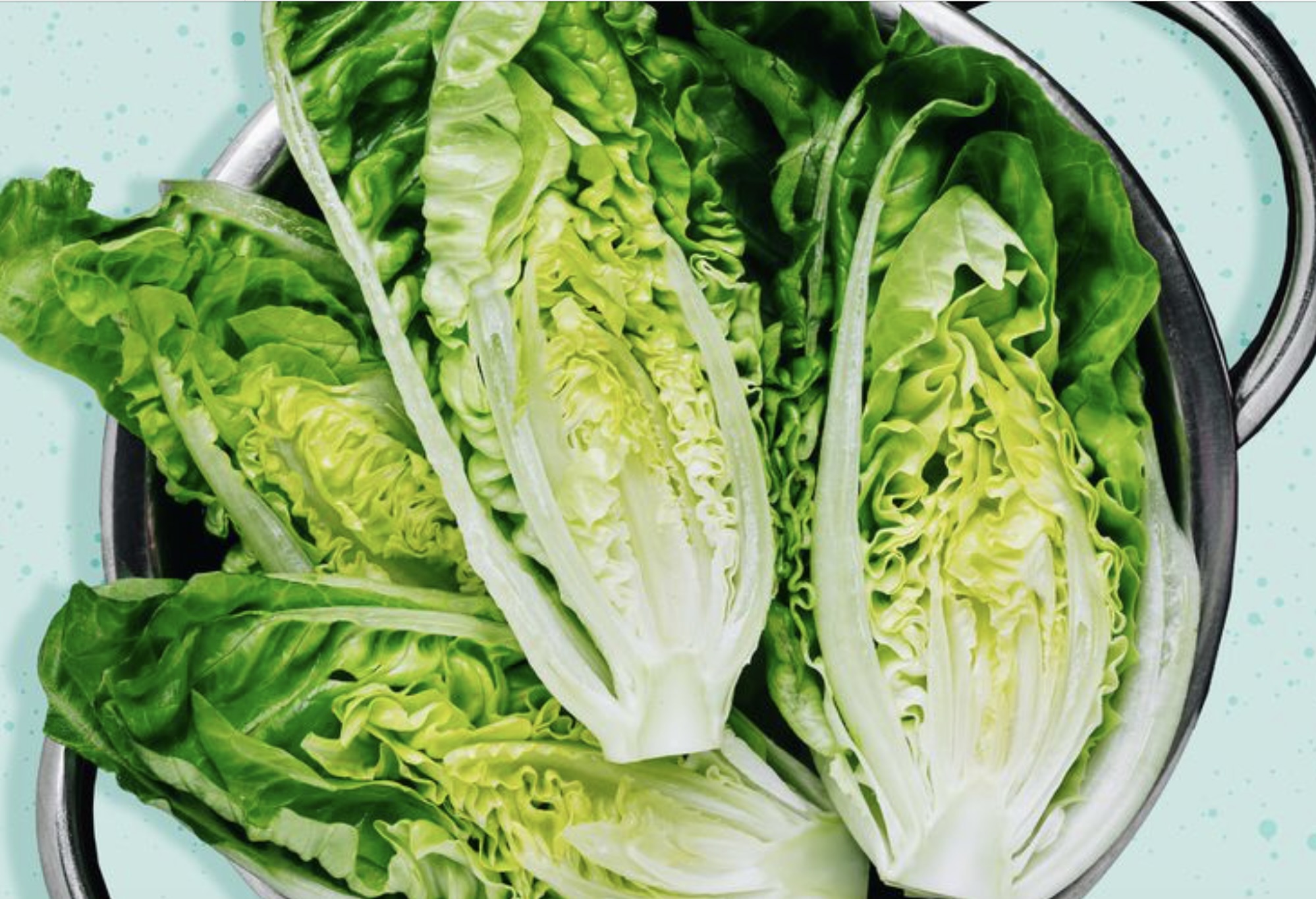 Romaine Lettuce