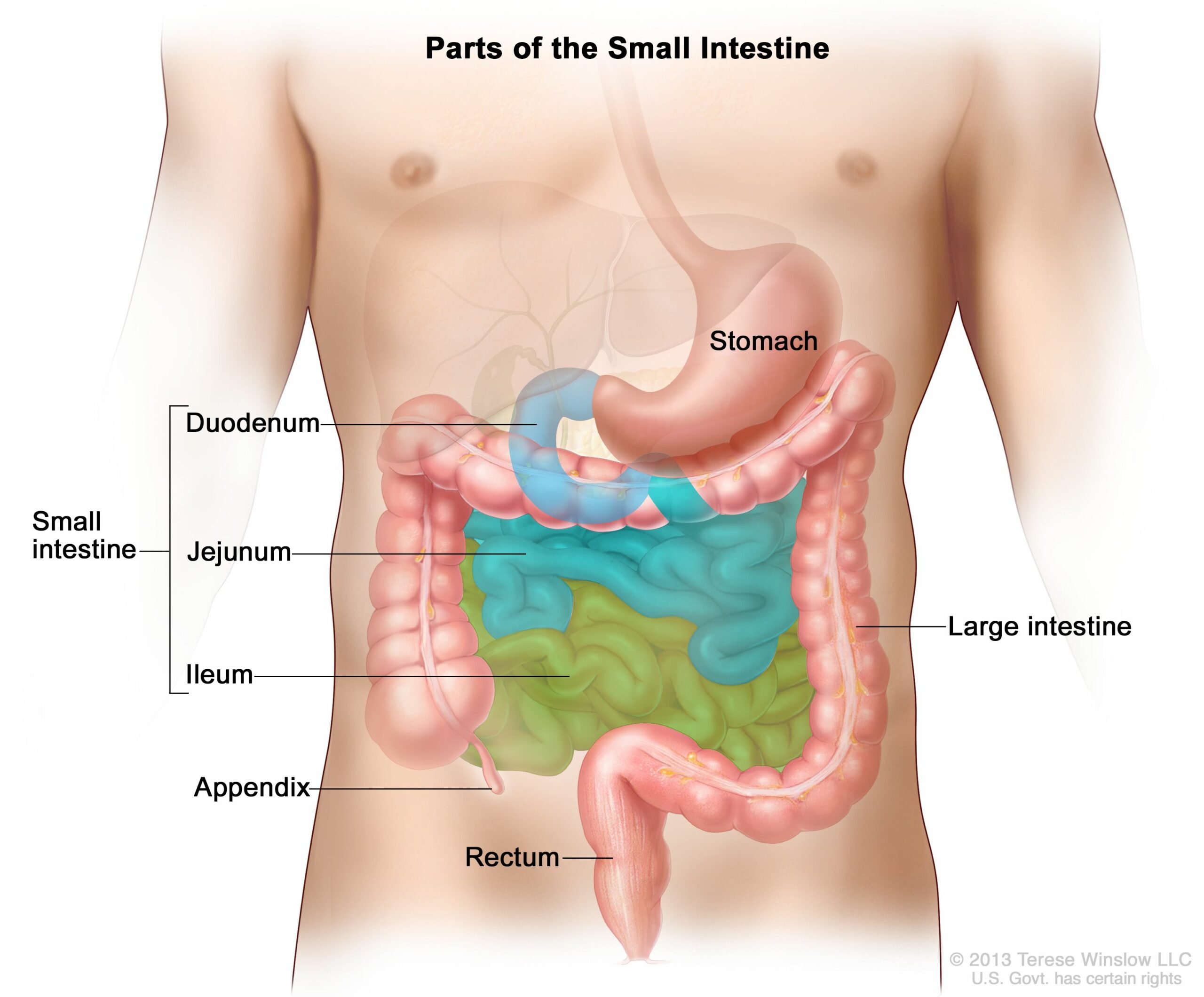 Small Intestine