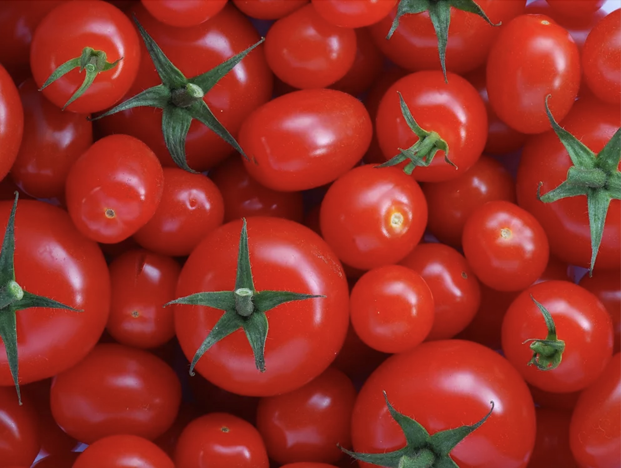 Tomatoes