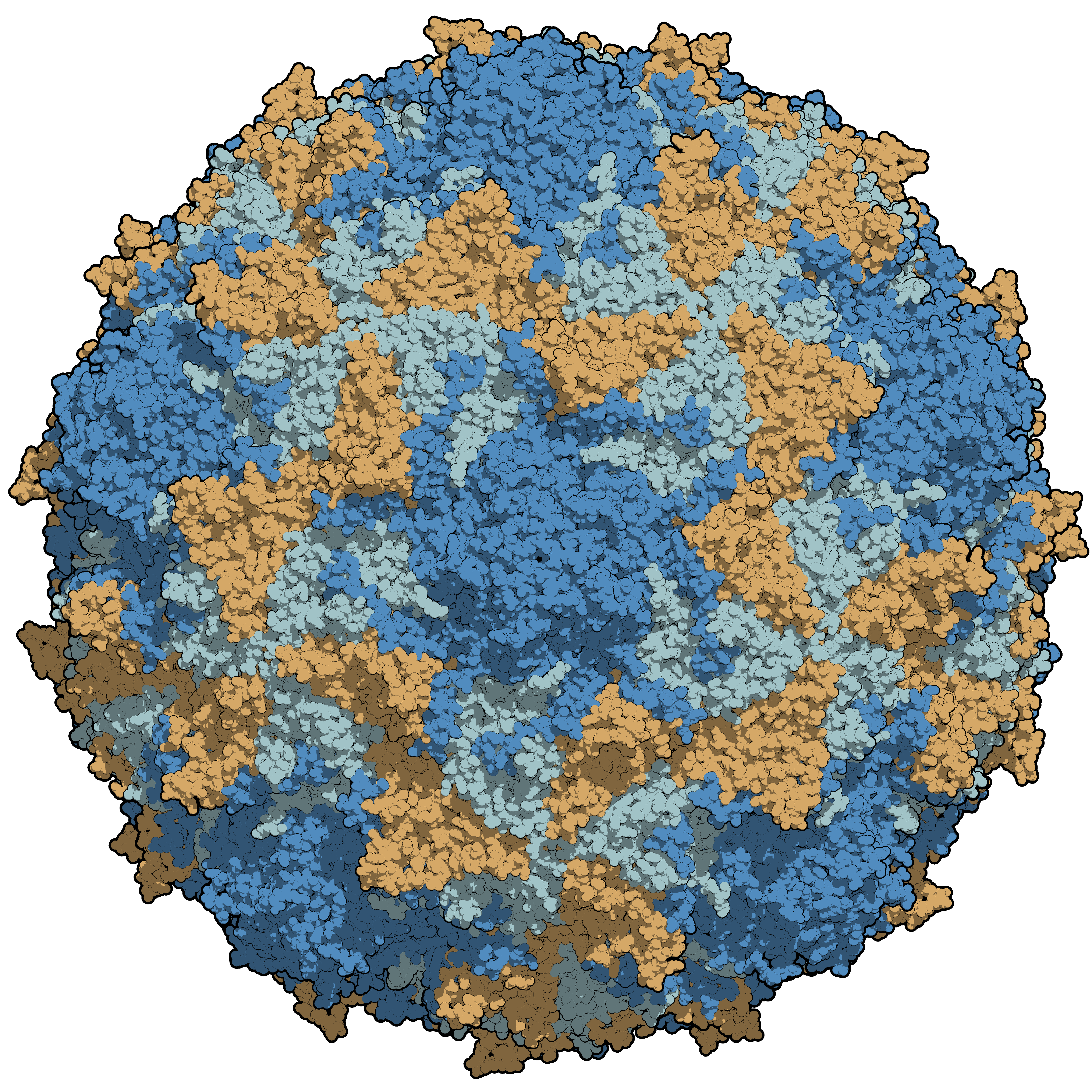 poliovirus